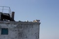 Seagulls resting in an abandoned building.