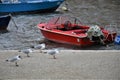 Seagulls resting on the docks Royalty Free Stock Photo