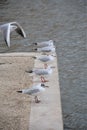 Seagulls resting on the docks Royalty Free Stock Photo