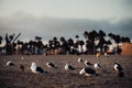 Seagulls resting on an evening Beach