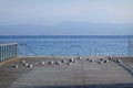 Seagulls resting at Garda Lake in Italy, Europe