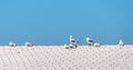 Seagulls Resting On A Hot Tin Roof Royalty Free Stock Photo