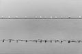 Seagulls resting on a line crossing the river