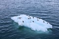 Seagulls are resting on melting iceberg