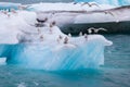 Seagulls resting, sitting, landing wings on blue iceberg