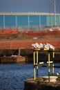 Seagulls Resting on Steel Barrier