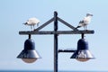 Seagulls resting on street lights