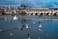 Seagulls in the river in Praha, Czech Republic