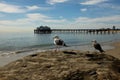 Seagulls on the rock with Malibu Pier