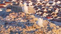Seagulls on rock, Nazare seaside resorts