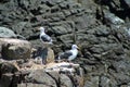 Seagulls on the Rocks BCX 0074
