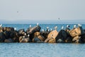 Seagulls on the rocks of breakwaters