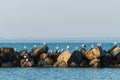 Seagulls on the rocks of breakwaters