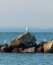 Seagulls on the rocks of breakwaters