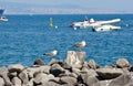 Seagulls on the rocks in Naples