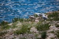 seagulls on the rocky coast Royalty Free Stock Photo