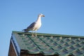 Seagulls on the roof of a seaside house in search of prey