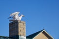 Seagulls on the roof of a seaside house in search of prey