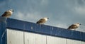 Seagulls on the roof Royalty Free Stock Photo