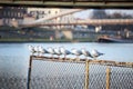 Seagulls in a row in the city