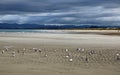 Seagulls on Ruakaka Beach Royalty Free Stock Photo