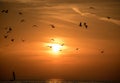 Seagulls and sailboat on sunset lake Royalty Free Stock Photo