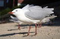 Seagulls on sand