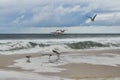 Seagulls on the sand and flying over the Ocean Royalty Free Stock Photo