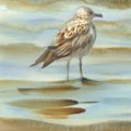 Sea birds watercolor background Royalty Free Stock Photo
