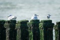 Seagulls and Sandwich Tern on breakwater poles Royalty Free Stock Photo