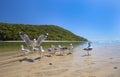 Seagulls on sandy beach Royalty Free Stock Photo