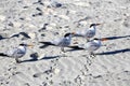 Seagulls on the sandy beach