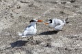 Seagulls on the sandy beach
