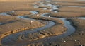 Seagulls on a Sandy Beach with Meandering Water Channels Royalty Free Stock Photo