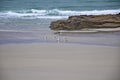 seagulls on a sandy beach. Praia de Augas Santas, Ribadeo