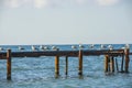 Seagulls sat on top of an old rusty dock that had fallen into disrepair. Their white feathers create a great contrast to the dark Royalty Free Stock Photo