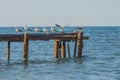 Seagulls sat on top of an old rusty dock that had fallen into disrepair. Their white feathers create a great contrast to the dark Royalty Free Stock Photo