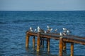 Seagulls sat on top of an old rusty dock that had fallen into disrepair. Their white feathers create a great contrast to the dark Royalty Free Stock Photo