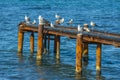 Seagulls sat on top of an old rusty dock that had fallen into disrepair. Their white feathers create a great contrast to the dark Royalty Free Stock Photo