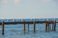 Seagulls sat on top of an old rusty dock that had fallen into disrepair. Their white feathers create a great contrast to the dark Royalty Free Stock Photo