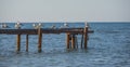 Seagulls sat on top of an old rusty dock that had fallen into disrepair. Their white feathers create a great contrast to the dark Royalty Free Stock Photo