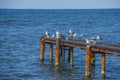 Seagulls sat on top of an old rusty dock that had fallen into disrepair. Their white feathers create a great contrast to the dark Royalty Free Stock Photo