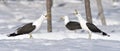 Seagulls scream while sitting in the snow-covered swamp in a winter forest.