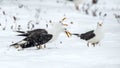 Seagulls scream while sitting on the snow-covered swamp in a winter forest.