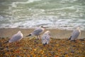 Seagulls on the sea beach Royalty Free Stock Photo