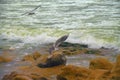 Seagulls on the sea beach Royalty Free Stock Photo