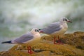 Seagulls on the sea beach Royalty Free Stock Photo