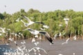 Seagulls sea bird flying over mangrove forest Royalty Free Stock Photo