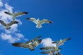 Seagulls sea gulls flying on blue sky Royalty Free Stock Photo