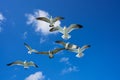 Seagulls sea gulls flying on blue sky Royalty Free Stock Photo